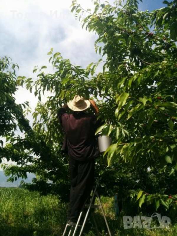 Черешова градина 4 дка между крумово и ягодово