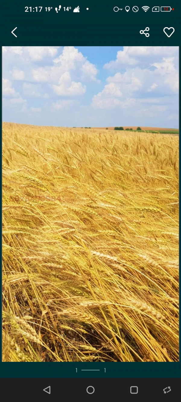 Продава земеделска земя, с. мусина, област велико търново