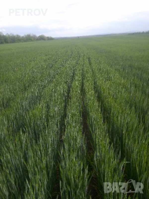 Търся земеделска земя село ковачево