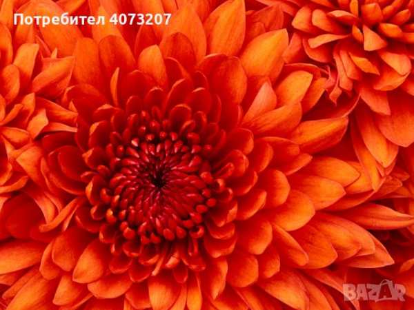 Нива договаряне от собственик продава или под наем