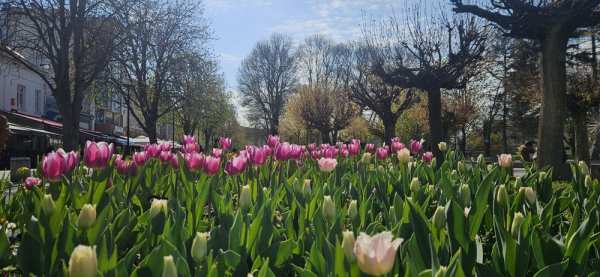 Ателие под наем в гр. Плевен, широк център