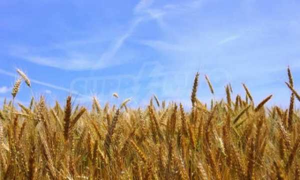 Продава парцел, гр. дряново, област габрово