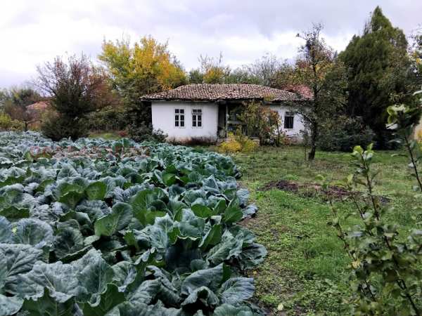 Продава парцел, с. царевци, област варна
