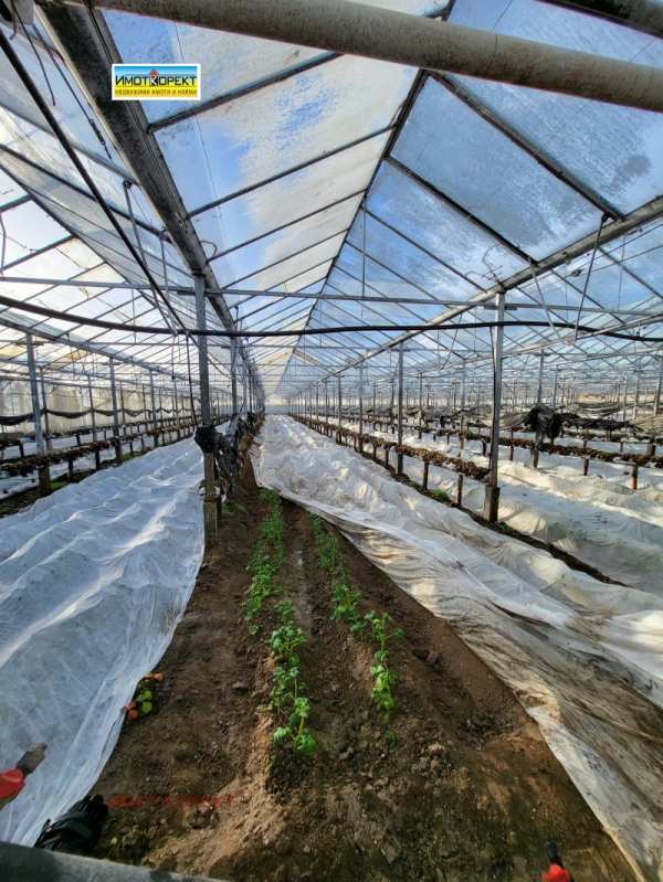 Продава земеделска земя, с. говедаре, област пазарджик