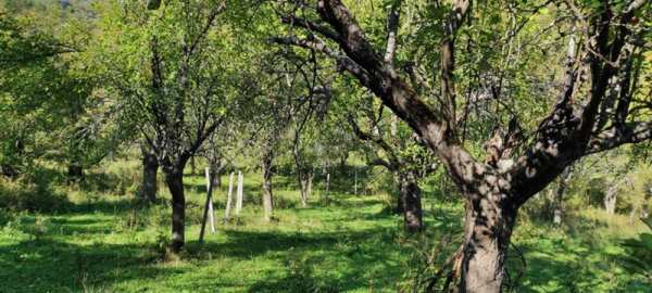 Продава земеделска земя, с. гложене, област ловеч