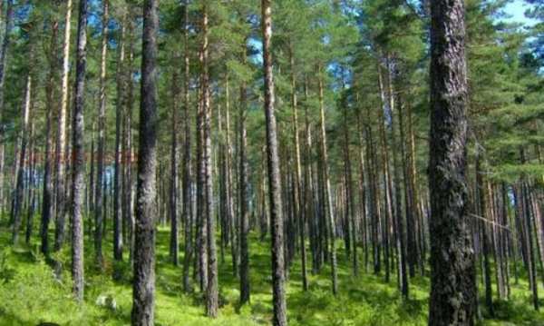 Продава земеделска земя, с. цонево, област варна