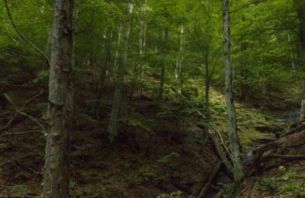 Продава парцел, с. казачево, област ловеч