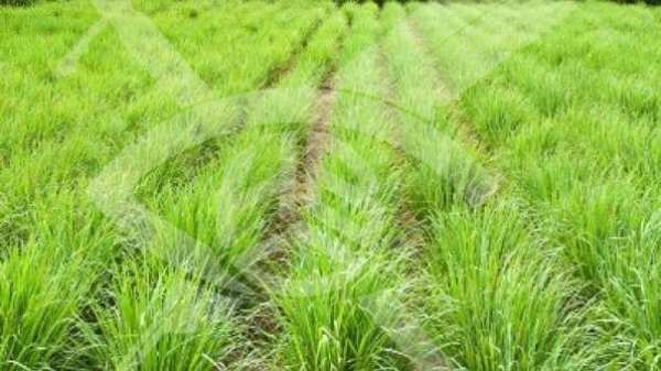 Продава парцел, с. горица, област бургас