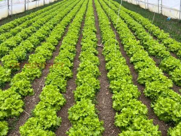 Продава земеделска земя, с. руец, област търговище