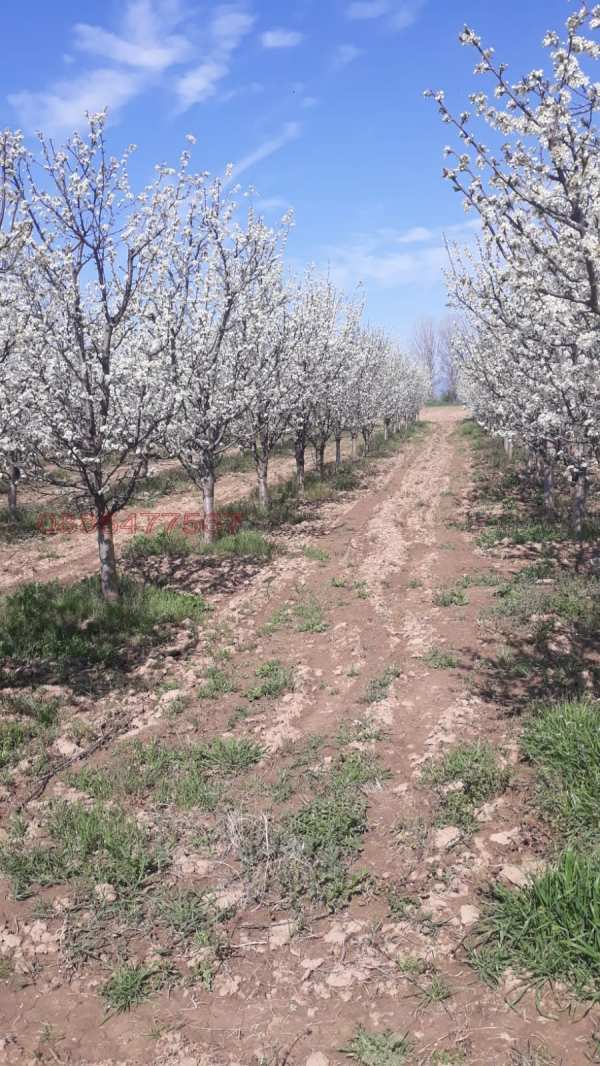 Продава земеделска земя, с. горна гращица, област кюстендил