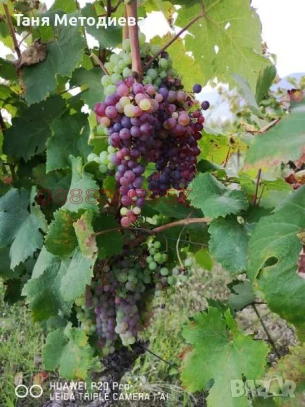 Продава земеделска земя, гр. сопот, област пловдив