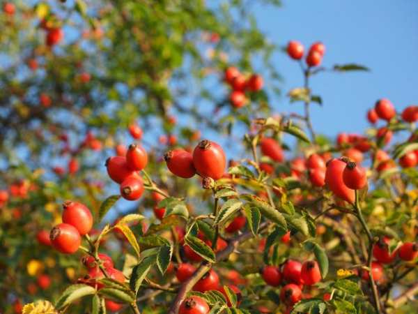 Продава земеделска земя, гр. омуртаг, област търговище